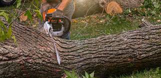 Best Arborist Consultation Services  in Fredonia, AZ