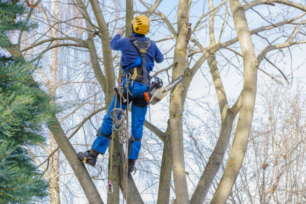 Best Pest Control for Lawns  in Fredonia, AZ