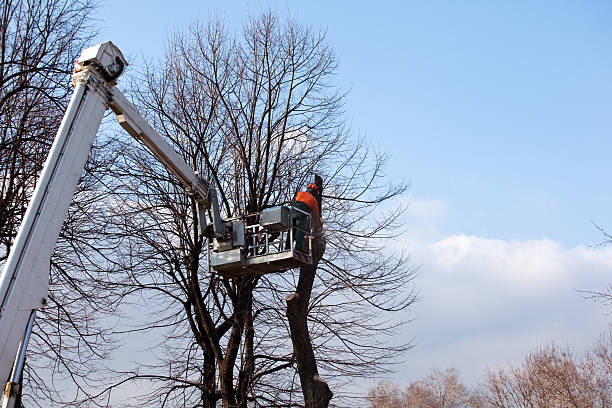 Best Emergency Tree Removal  in Fredonia, AZ